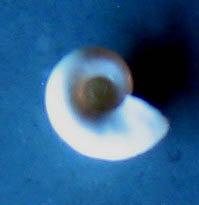 Piccola e fragile da Fiumicino -400